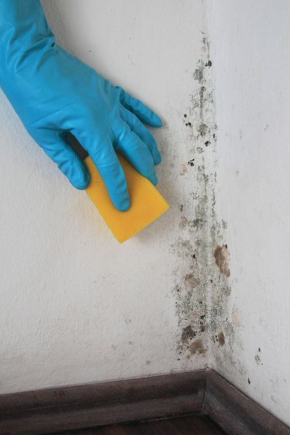 Hydrogen Peroxide Uses for Mold Cleaning