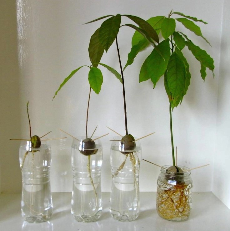 How to Grow Avocado Plant from Seed (With Video)