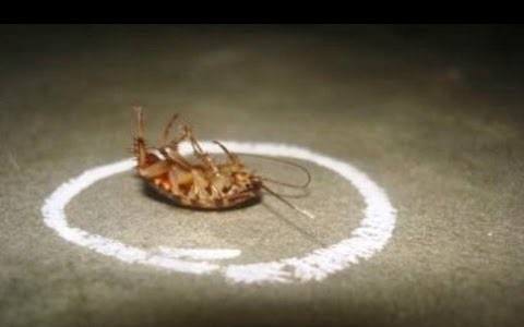 Get Rid of Roaches Permanently From Your Home