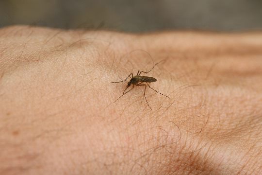 how to stop mosquito bites from itching fast home remedies