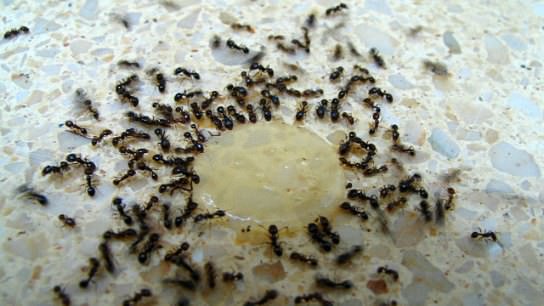 How to Get Rid of Ants