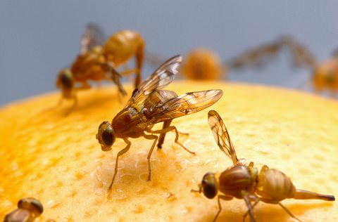 How to Get Rid of Fruit Flies in The House