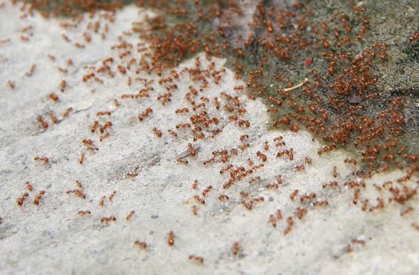 How to Kill Ants