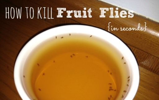 How to Kill Fruit Flies