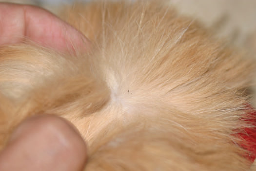 How to Get Rid of Fleas on Cats?