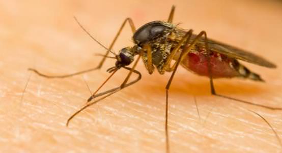 Home Remedies for Malaria Treatment Naturally