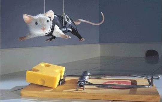How to Get a Mouse Out of the House