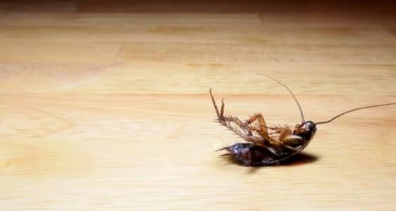 home remedies for roaches get rid of cockroaches