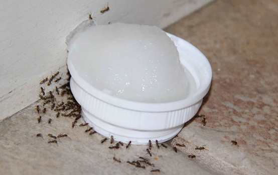 How to Get Rid of Ants Naturally Without Killing Them
