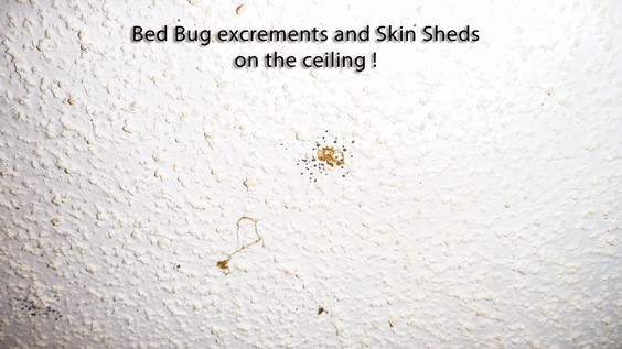 How to Get Rid of Bed Bugs Forever