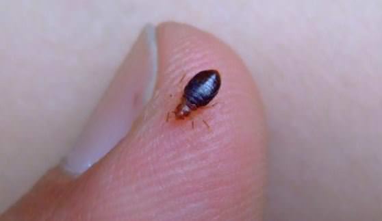 how to check for bed bugs - tell if you have bed bugs