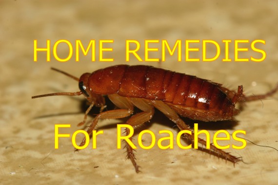 Home remedies for roaches cockroaches