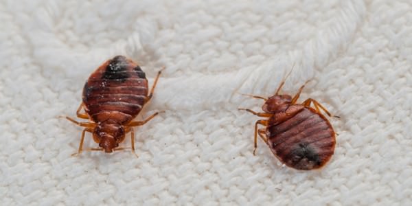 How to Kill Bed Bugs fast what kills bed bugs
