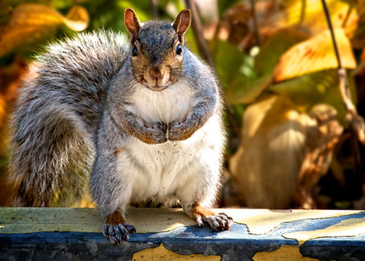 How to get rid of squirrels?