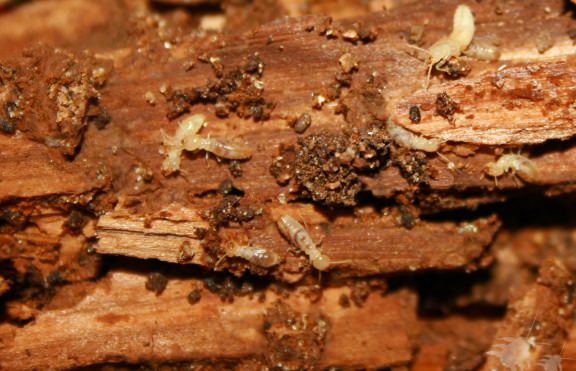 How to Kill Termites