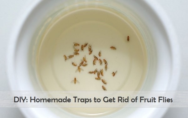 homemade fruit fly trap to get rid of fruit flies