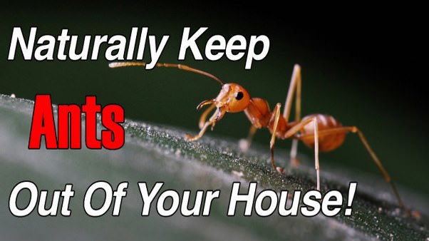 how to get rid of ants naturally fast