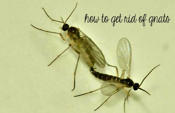 how to get rid of gnats naturally fast