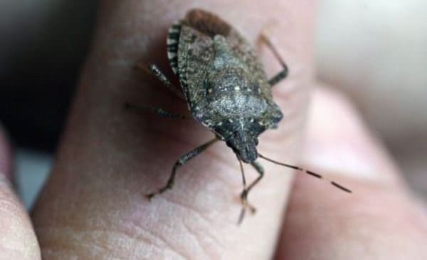 How to Get Rid of Stink Bugs Naturally?