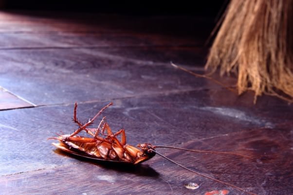 what kills cockroaches instantly