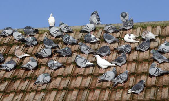 How to get rid of pigeons naturally