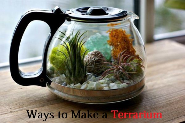 Make a terrarium