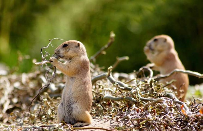 Remedies to Get Rid of Gophers