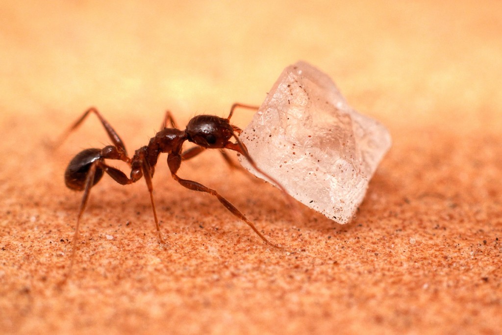 Ways to kill sugar ants