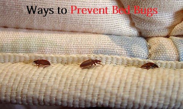 home remedies for bed bugs