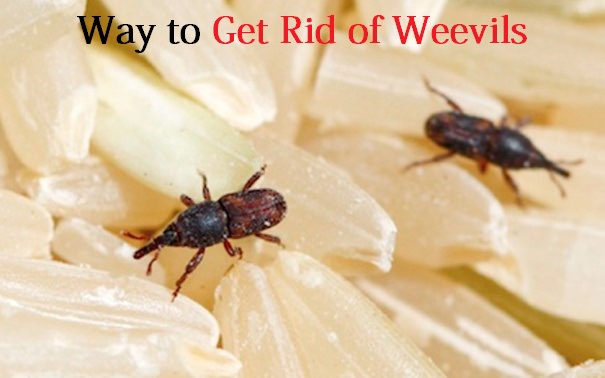 get rid of weevils