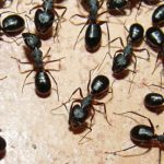 Get Rid of Ants Naturally In Kitchen