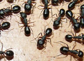 Get Rid of Ants Naturally In Kitchen