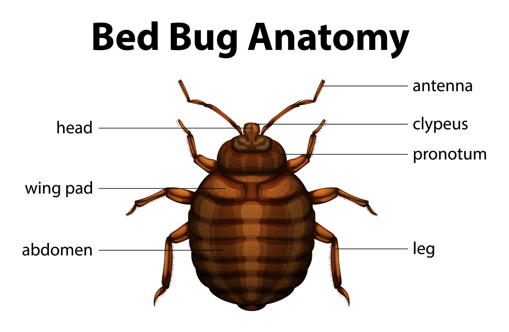 what do bed bugs look like.