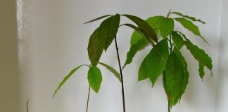 Grow Avocado Plant from Seed in Pit