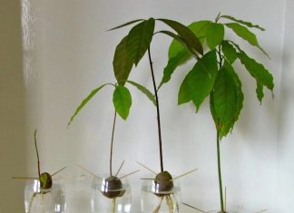 Grow Avocado Plant from Seed in Pit