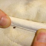 silica gel for bed bugs starve to death