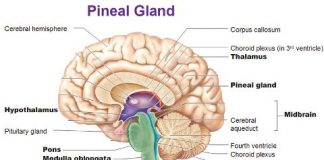 How to Open Third Eye Pineal Gland