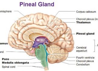 How to Open Third Eye Pineal Gland