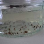 How to Get Rid of Fruit Flies All Solutions to Kill Fruit Flies