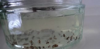 How to Get Rid of Fruit Flies All Solutions to Kill Fruit Flies