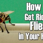 How to Get Rid of Fruit Flies in House Naturally