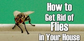 How to Get Rid of Fruit Flies in House Naturally
