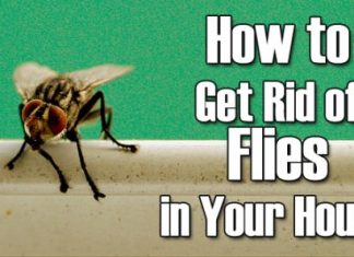 How to Get Rid of Fruit Flies in House Naturally