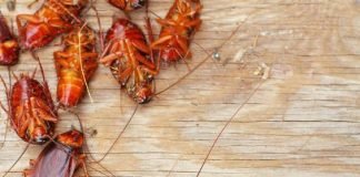 how to get roaches out of furniture couch and other hidden areas