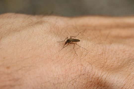 how-to-stop-mosquito-bites-from-itching-fast