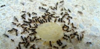How to Get Rid of Ants