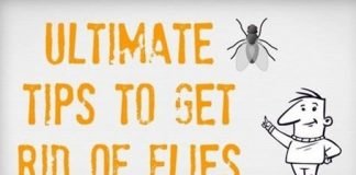 How to Get Rid of Flies in House Kitchen Yard