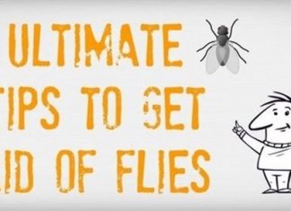 How to Get Rid of Flies in House Kitchen Yard