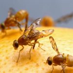 How to Get Rid of Fruit Flies in The House