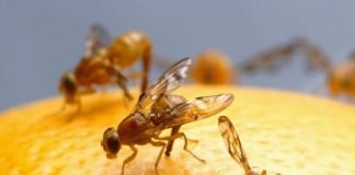 How to Get Rid of Fruit Flies in The House